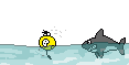 *shark*